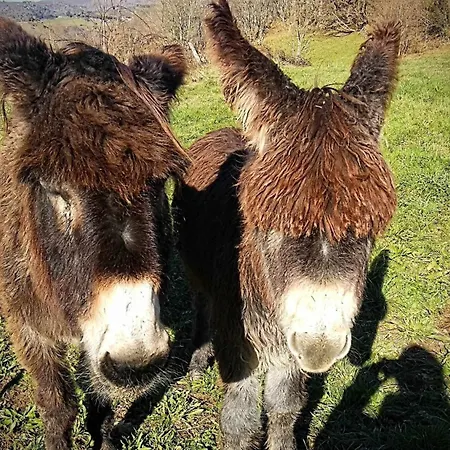 Σπίτι διακοπών Natalia Loft Rural Vut-3846-as